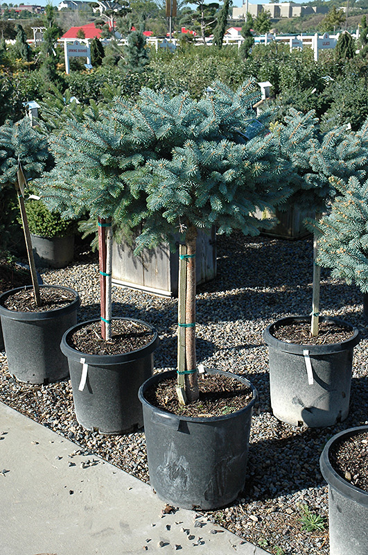 Globe Blue Spruce (tree form) (Picea pungens 'Globosa (tree form)') at Dammann's Garden Company