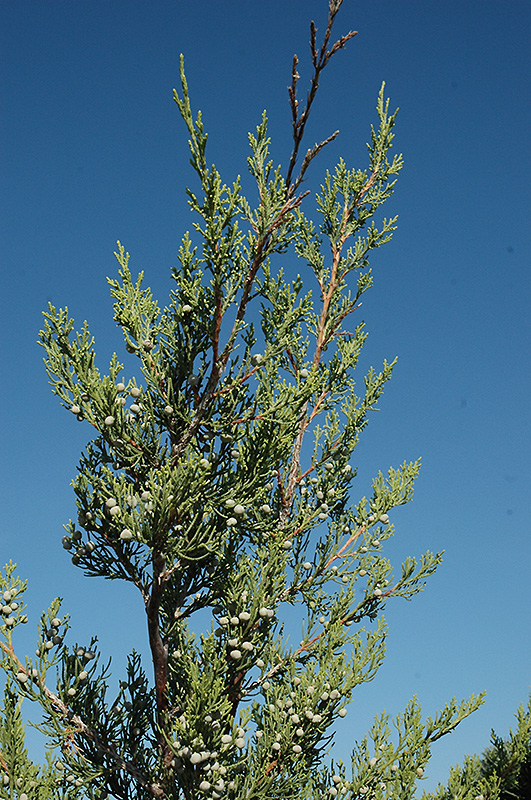 Hetz Columnar Juniper (Juniperus chinensis 'Hetz Columnar') at Dammann's Garden Company