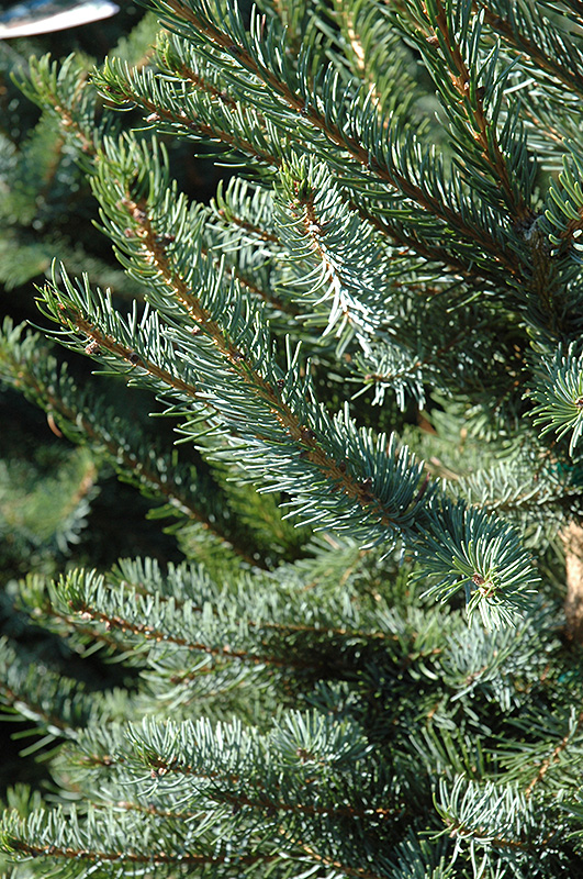 Bruns Spruce (Picea omorika 'Bruns') at Dammann's Garden Company