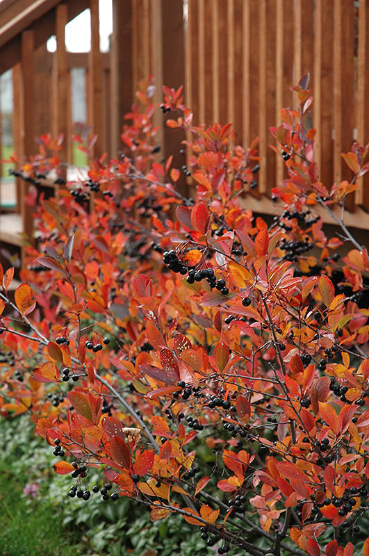 Autumn Magic Black Chokeberry (Aronia melanocarpa 'Autumn Magic') at Dammann's Garden Company