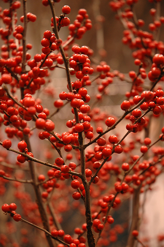 Berry Heavy Winterberry (Ilex verticillata 'Spravy') at Dammann's Garden Company