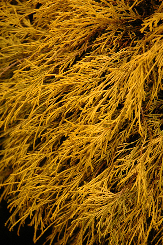 Lemon Thread Falsecypress (Chamaecyparis pisifera 'Lemon Thread') at Dammann's Garden Company