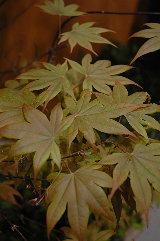 Purple-Leaf Japanese Maple (Acer palmatum 'Atropurpureum') at Dammann's Garden Company