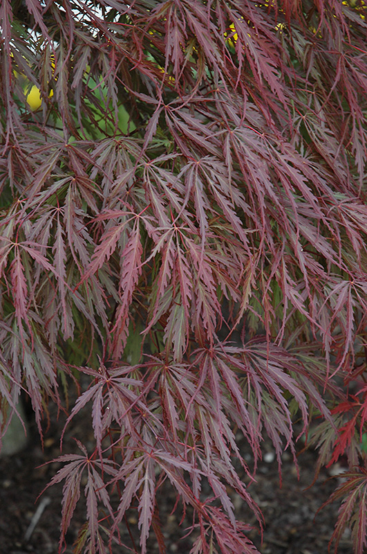 Tamukeyama Japanese Maple (Acer palmatum 'Tamukeyama') at Dammann's Garden Company