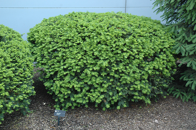 Densiformis Yew (Taxus x media 'Densiformis') at Dammann's Garden Company
