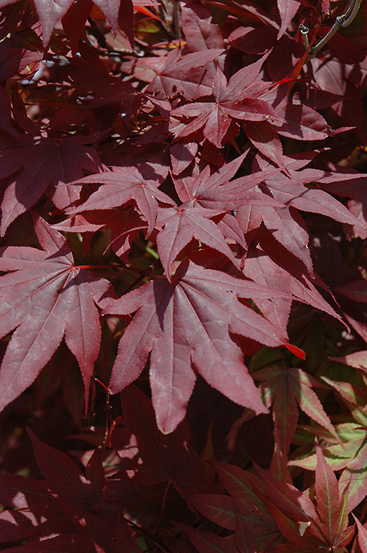 Oshio Beni Japanese Maple (Acer palmatum 'Oshio Beni') at Dammann's Garden Company