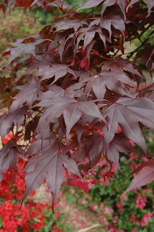 Bloodgood Japanese Maple (Acer palmatum 'Bloodgood') at Dammann's Garden Company