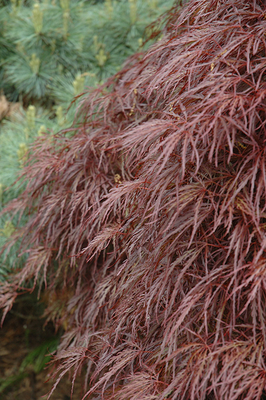 Red Select Cutleaf Japanese Maple (Acer palmatum 'Dissectum Red Select') at Dammann's Garden Company