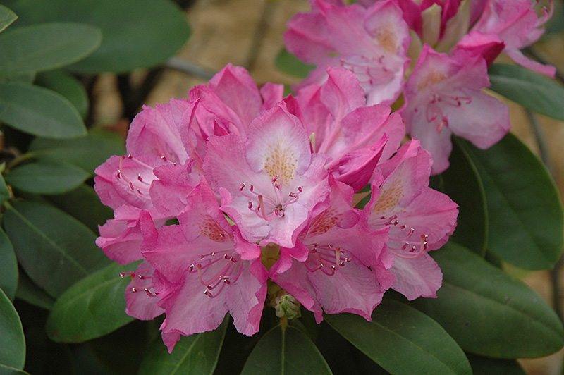 English Roseum Rhododendron (Rhododendron catawbiense 'English Roseum') at Dammann's Garden Company