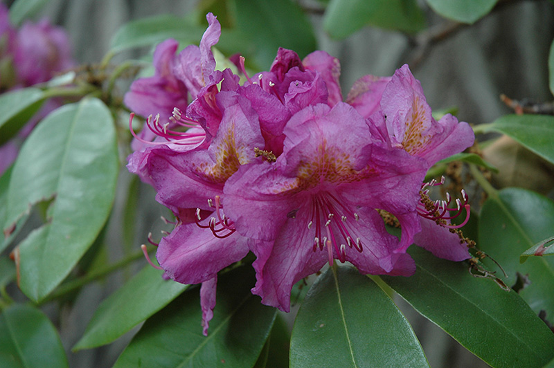Lee's Dark Purple Rhododendron (Rhododendron catawbiense 'Lee's Dark Purple') at Dammann's Garden Company
