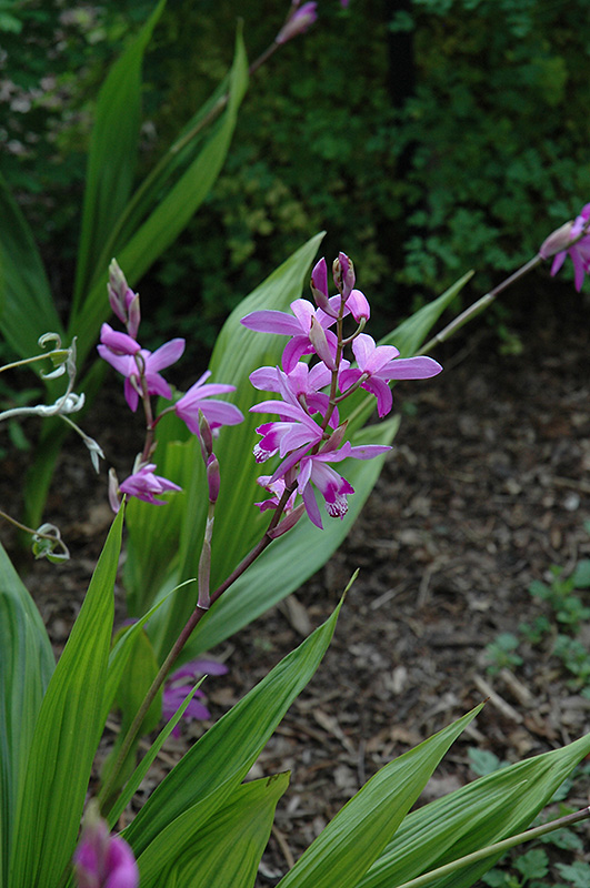 Lavender Japanese Hyacinth Orchid (Bletilla striata) at Dammann's Garden Company