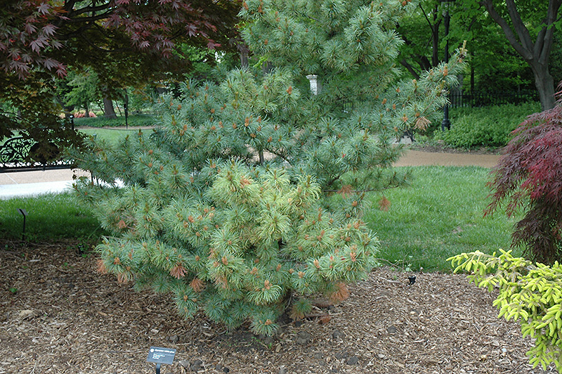 Bergman Japanese White Pine (Pinus parviflora 'Bergmani') at Dammann's Garden Company