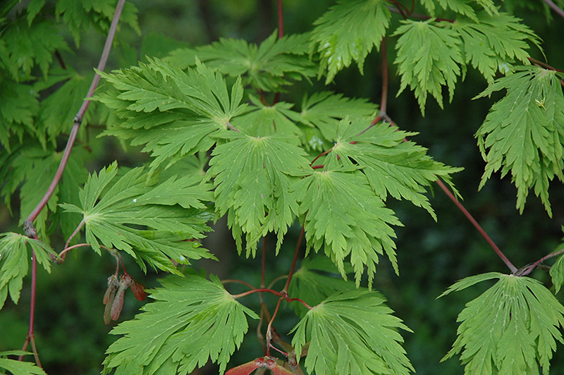 Cutleaf Fullmoon Maple (Acer japonicum 'Aconitifolium') at Dammann's Garden Company