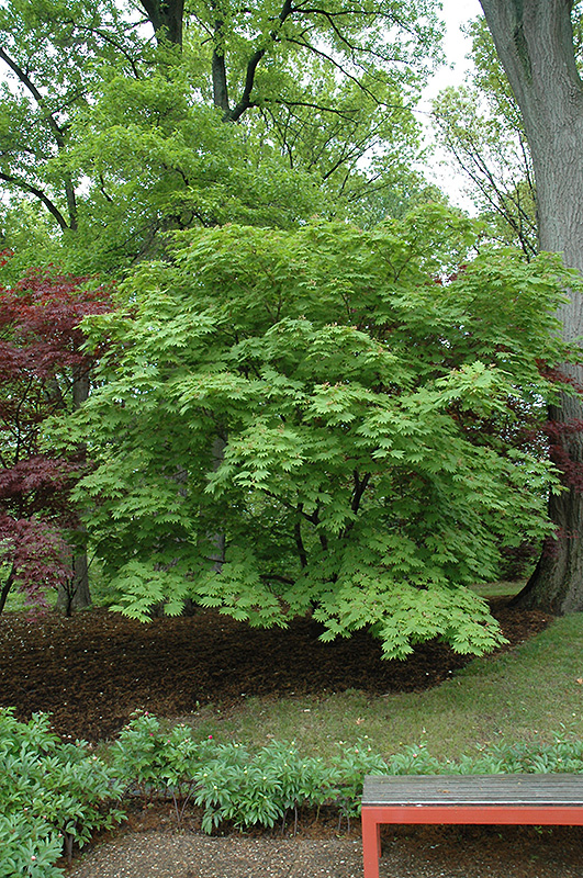 Cutleaf Fullmoon Maple (Acer japonicum 'Aconitifolium') at Dammann's Garden Company