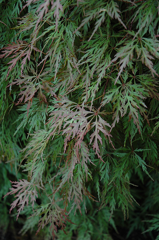 Orangeola Cutleaf Japanese Maple (Acer palmatum 'Orangeola') at Dammann's Garden Company