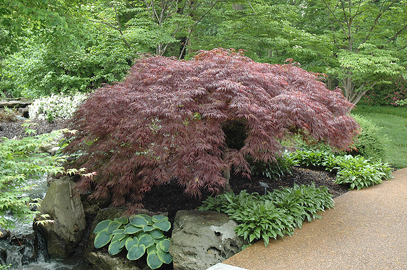 Red Select Japanese Maple (Acer palmatum 'Red Select') at Dammann's Garden Company