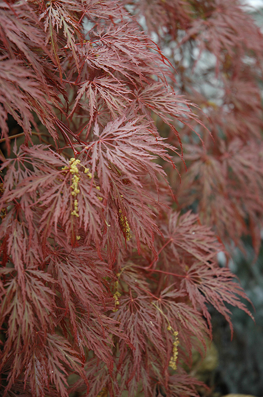 Inaba Shidare Cutleaf Japanese Maple (Acer palmatum 'Inaba Shidare') at Dammann's Garden Company