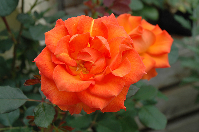 Gingersnap Rose (Rosa 'Gingersnap') at Dammann's Garden Company