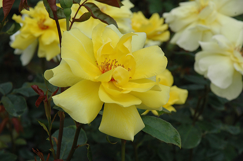 Golden Showers Rose (Rosa 'Golden Showers') at Dammann's Garden Company