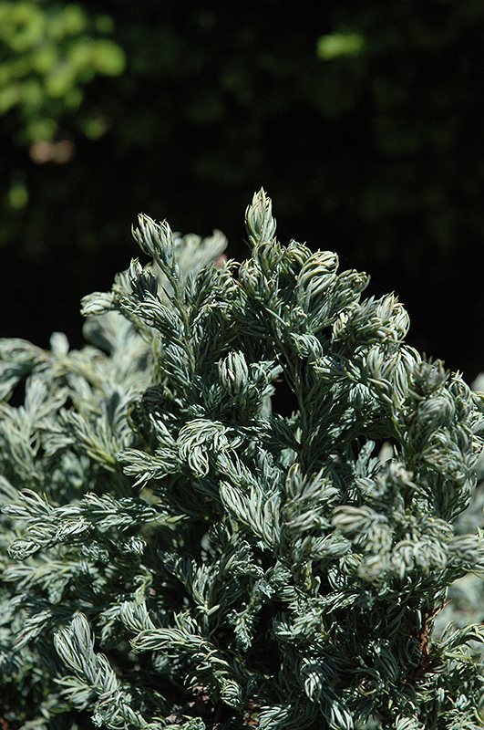 Curly Tops Moss Falsecypress (Chamaecyparis pisifera 'Curly Tops') at Dammann's Garden Company