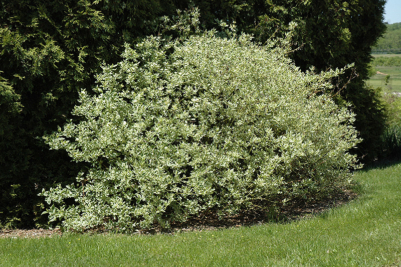 Silver and Gold Dogwood (Cornus sericea 'Silver and Gold') at Dammann's Garden Company