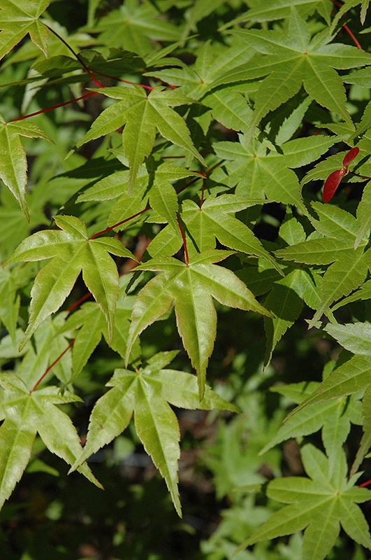 Shindeshojo Japanese Maple (Acer palmatum 'Shindeshojo') at Dammann's Garden Company