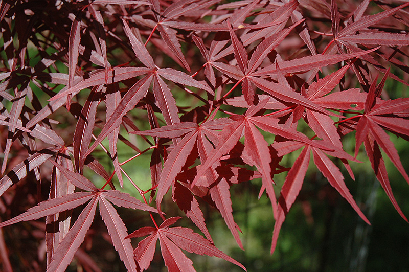 Beni Otake Japanese Maple (Acer palmatum 'Beni Otake') at Dammann's Garden Company