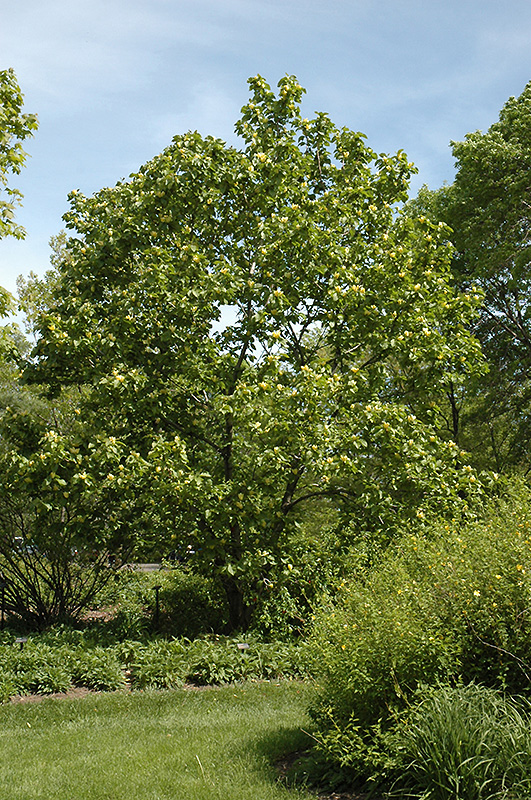 Yellow Bird Magnolia (Magnolia 'Yellow Bird') at Dammann's Garden Company