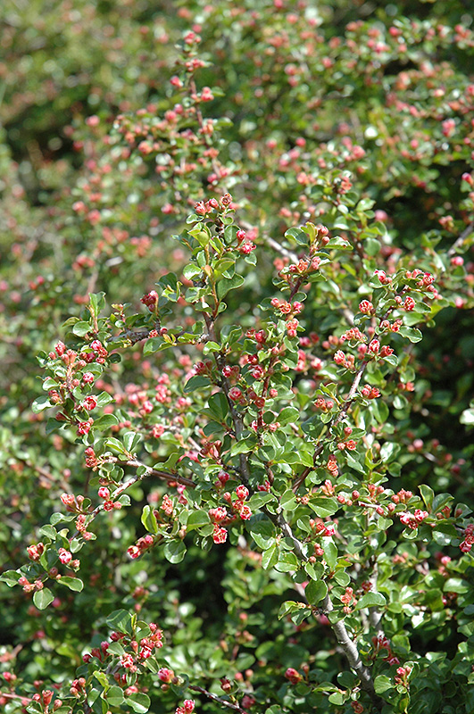 Cranberry Cotoneaster (Cotoneaster apiculatus) at Dammann's Garden Company