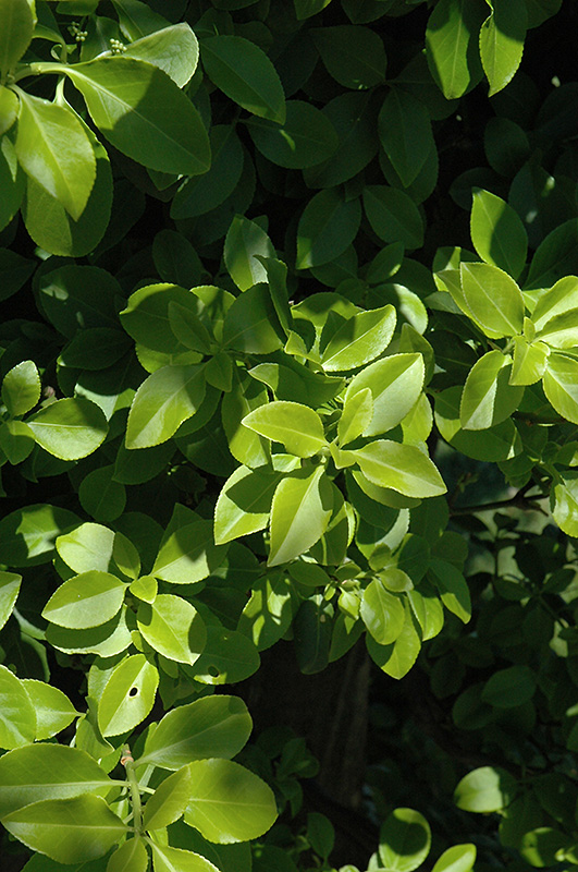 Green Beauty Wintercreeper (Euonymus fortunei 'Green Beauty') at Dammann's Garden Company