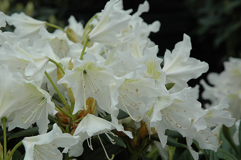 Cunningham White Rhododendron (Rhododendron 'Cunningham White') at Dammann's Garden Company