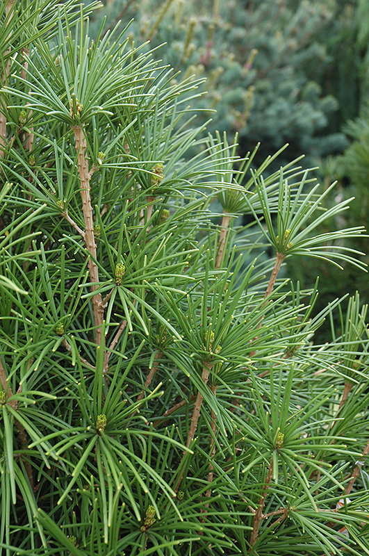 Wintergreen Umbrella Pine (Sciadopitys verticillata 'Wintergreen') at Dammann's Garden Company