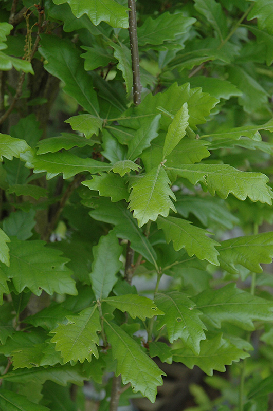 Regal Prince English Oak (Quercus 'Regal Prince') at Dammann's Garden Company