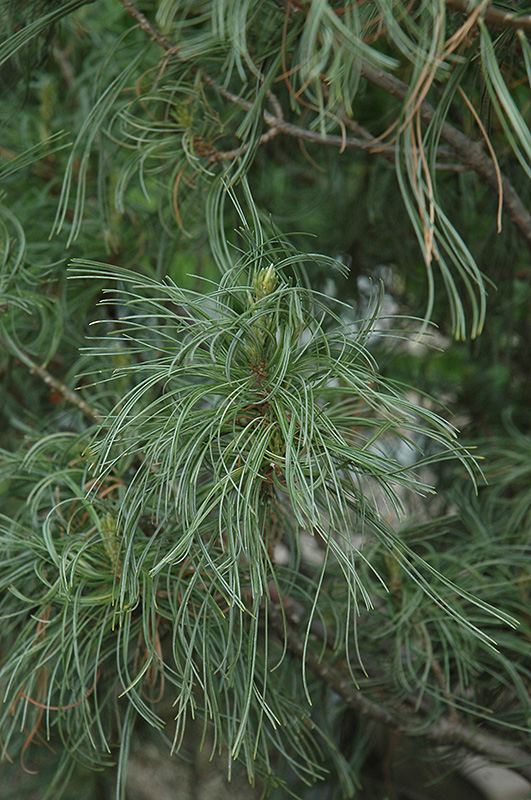 Twisted White Pine (Pinus strobus 'Contorta') at Dammann's Garden Company