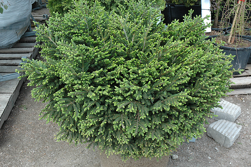 Bergman's Gem Oriental Spruce (Picea orientalis 'Bergman's Gem') at Dammann's Garden Company