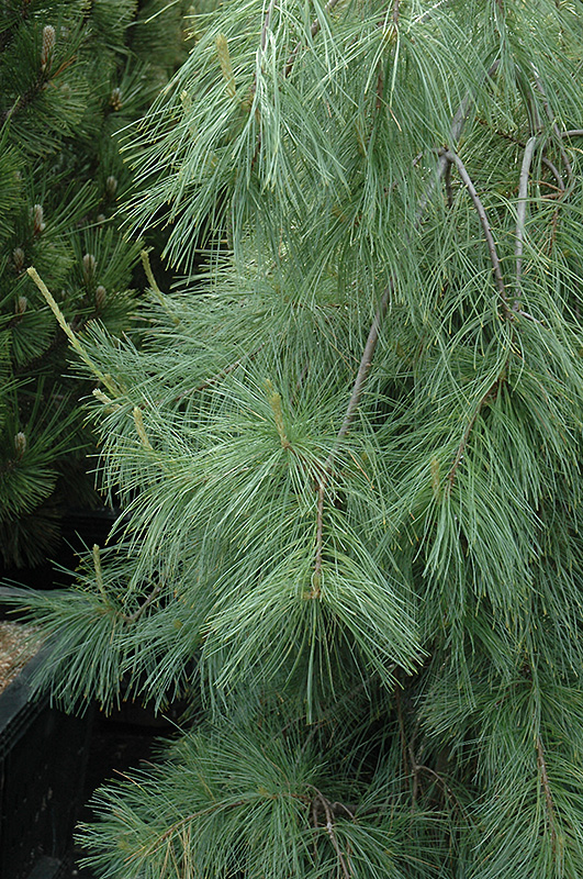 Weeping White Pine (Pinus strobus 'Pendula') at Dammann's Garden Company