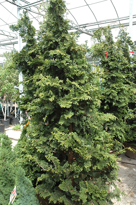 Wells Special Hinoki Falsecypress (Chamaecyparis obtusa 'Wells Special') at Dammann's Garden Company