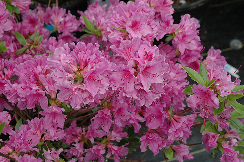 Purple Splendor Azalea (Rhododendron 'Purple Splendor') at Dammann's Garden Company