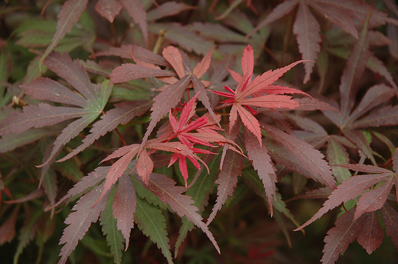 Shaina Japanese Maple (Acer palmatum 'Shaina') at Dammann's Garden Company