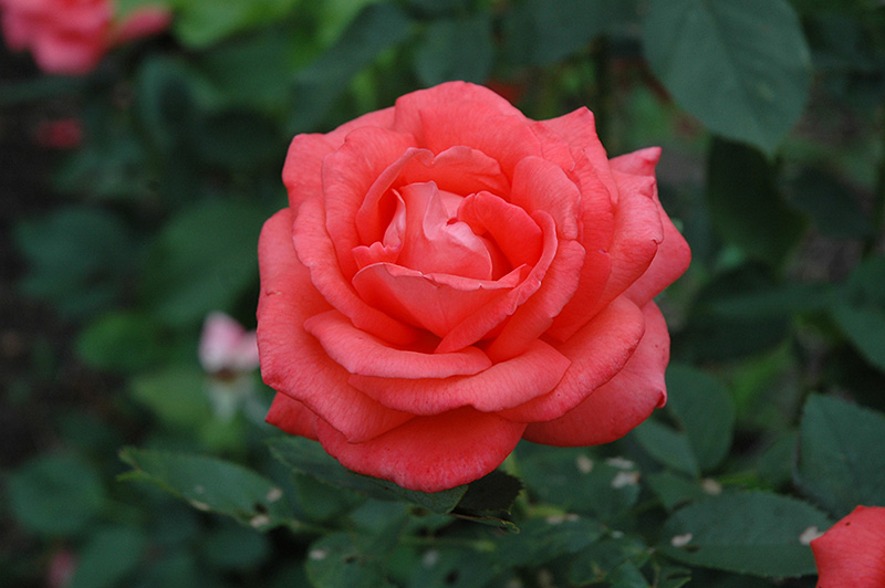 Tropicana Rose (Rosa 'Tropicana') at Dammann's Garden Company