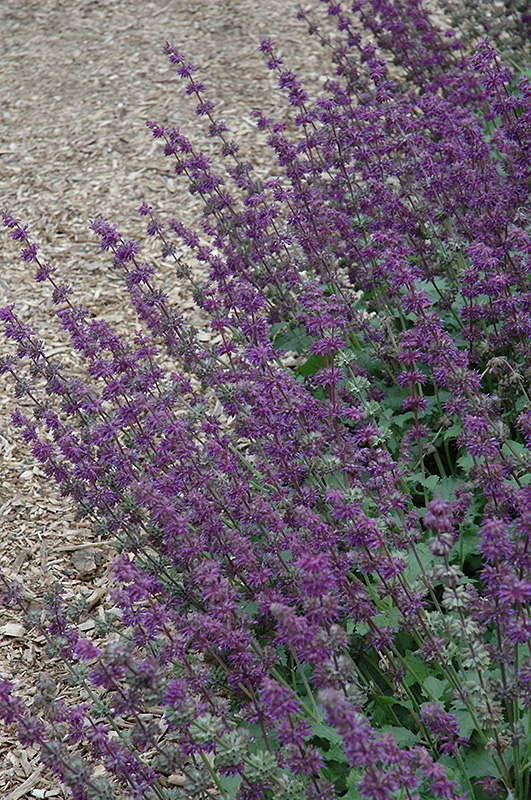 Purple Rain Salvia (Salvia verticillata 'Purple Rain') at Dammann's Garden Company