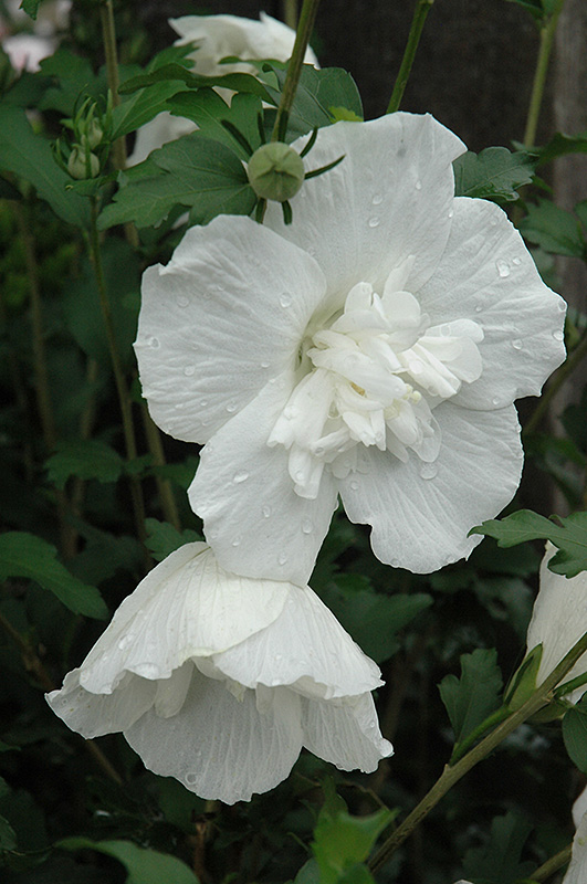 White Chiffon Rose of Sharon (Hibiscus syriacus 'Notwoodtwo') at Dammann's Garden Company