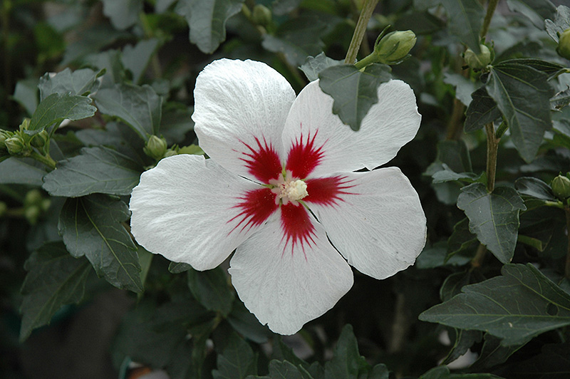 Lil' Kim Rose of Sharon (Hibiscus syriacus 'Antong Two') at Dammann's Garden Company