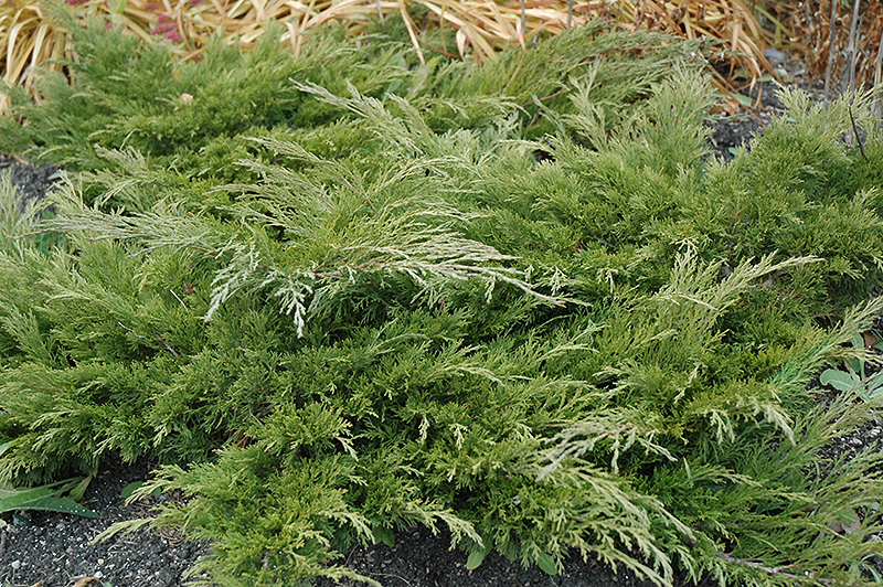 Calgary Carpet Juniper (Juniperus sabina 'Calgary Carpet') at Dammann's Garden Company