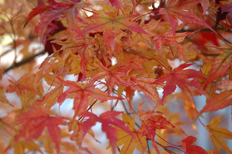 Butterfly Variegated Japanese Maple (Acer palmatum 'Butterfly') at Dammann's Garden Company
