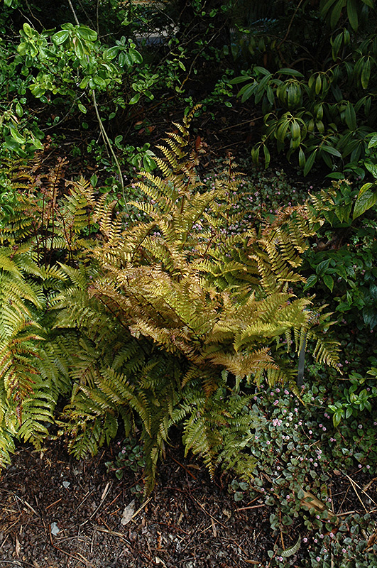 Autumn Fern (Dryopteris erythrosora) at Dammann's Garden Company