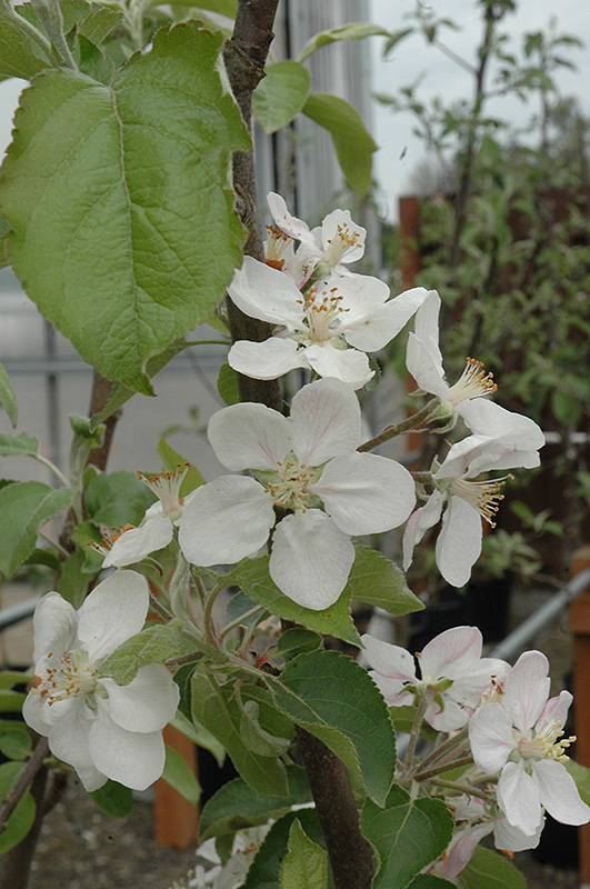 Gala Apple (Malus 'Gala') at Dammann's Garden Company