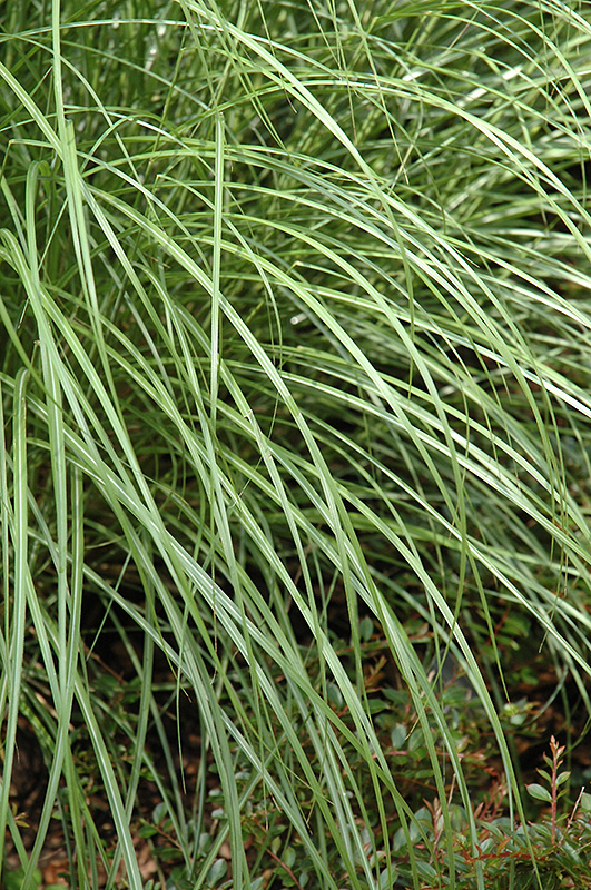 Little Kitten Dwarf Maiden Grass (Miscanthus sinensis 'Little Kitten') at Dammann's Garden Company