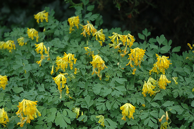 Golden Corydalis (Corydalis lutea) at Dammann's Garden Company