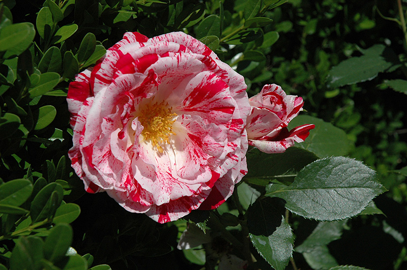 Scentimental Rose (Rosa 'Scentimental') at Dammann's Garden Company